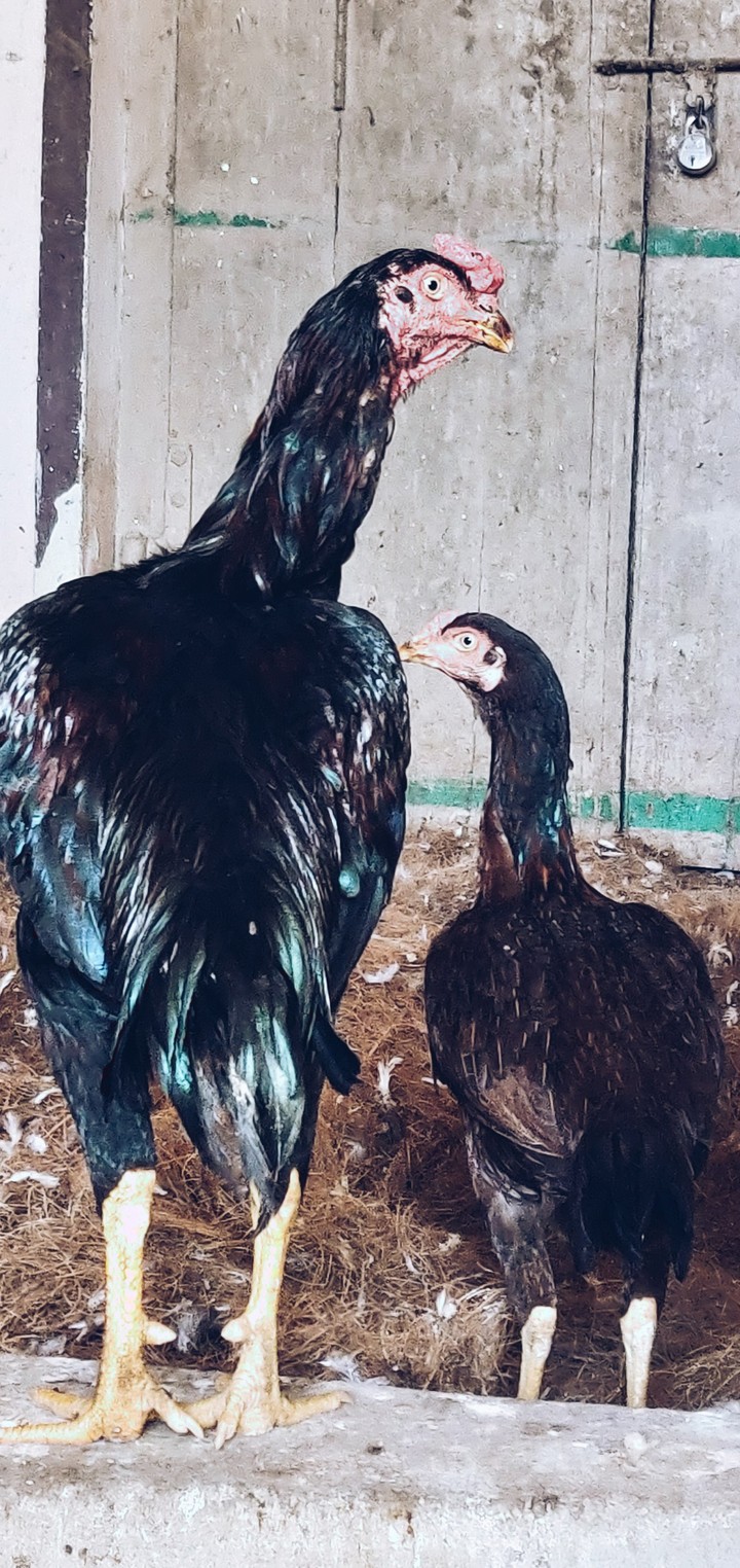 family