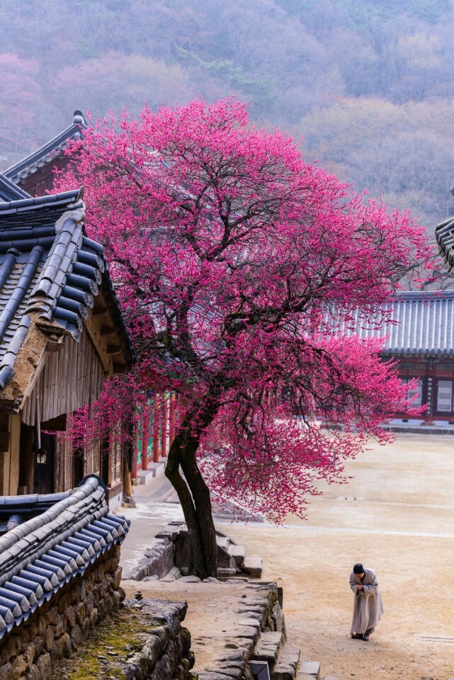 화엄사홍매화