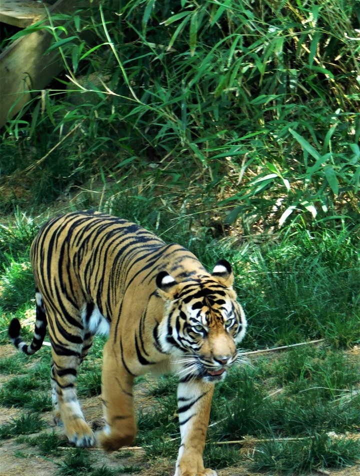 tiger