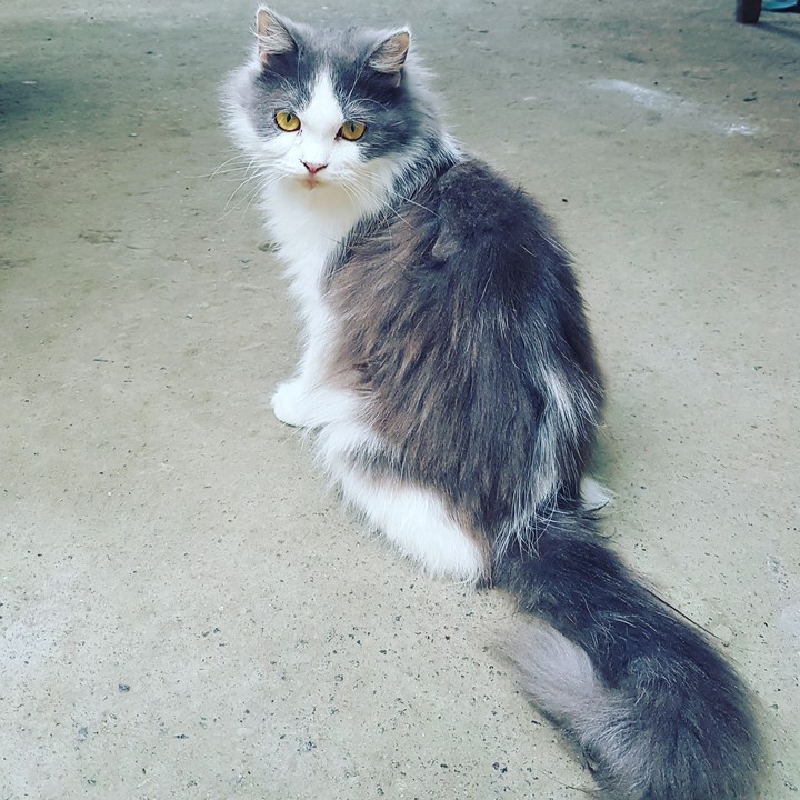 kitty
