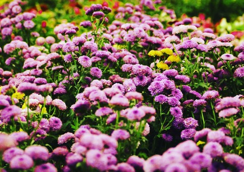 Vileot Flower