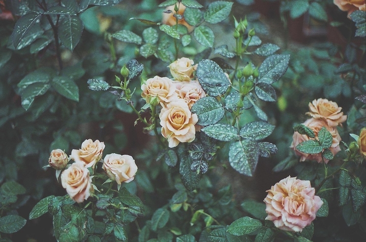 Roses