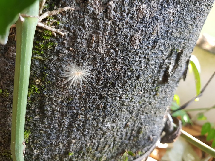 Tree trunk