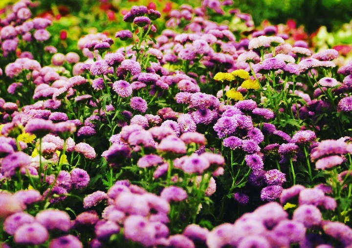 Vileot Flower
