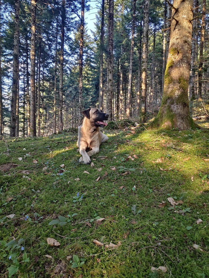 kangal