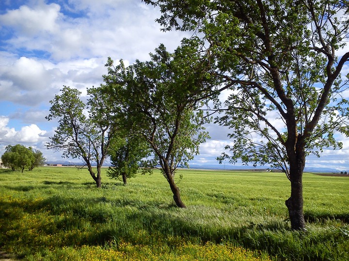 Almendros en Torrijos