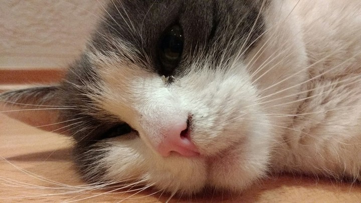 cat