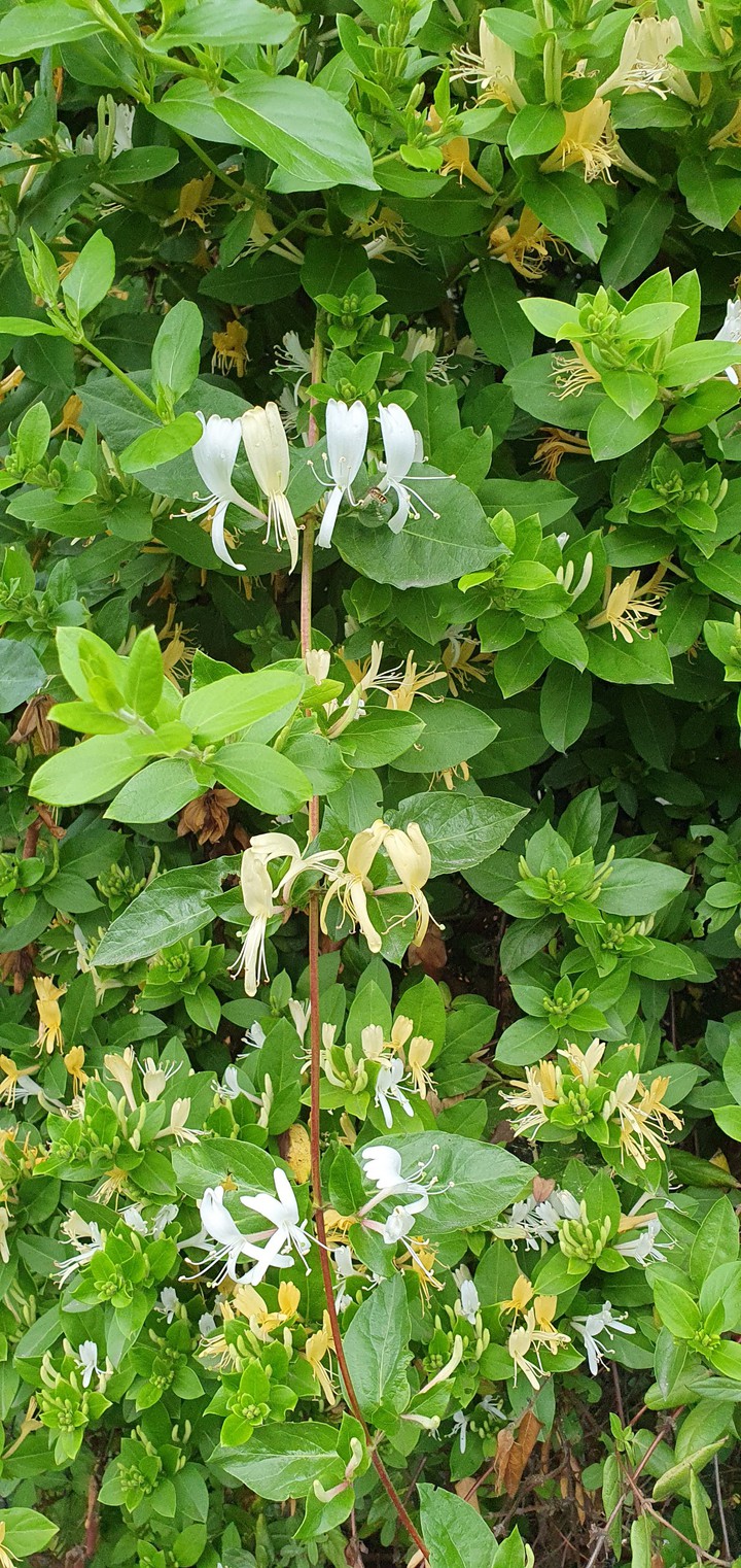 honeysuckle жимолость