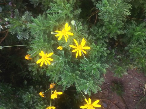 Petal, Herbaceous_plant, Euryops_pectinatus