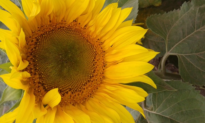 sunflower