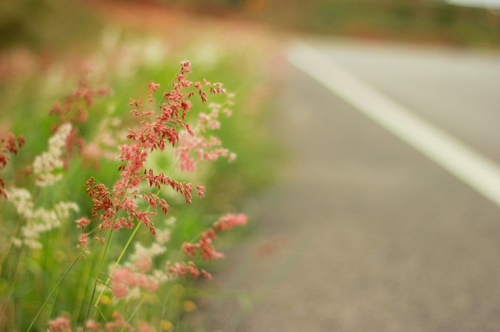 grass