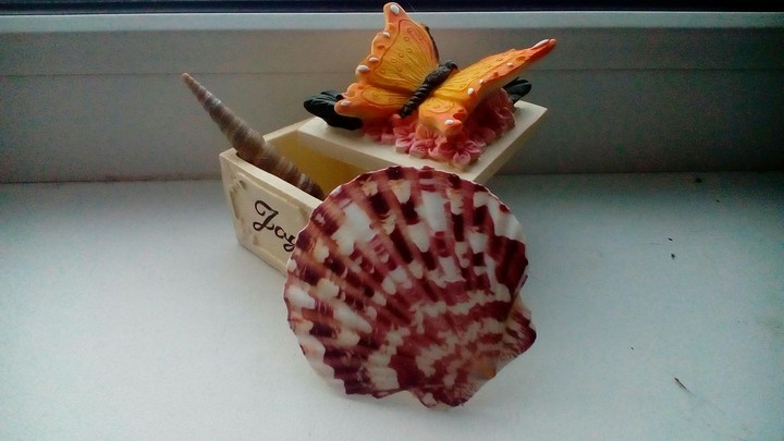 seashells...