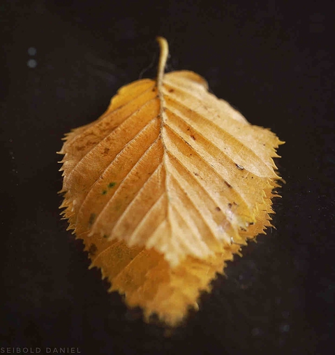 Blatt