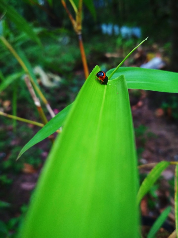 green
