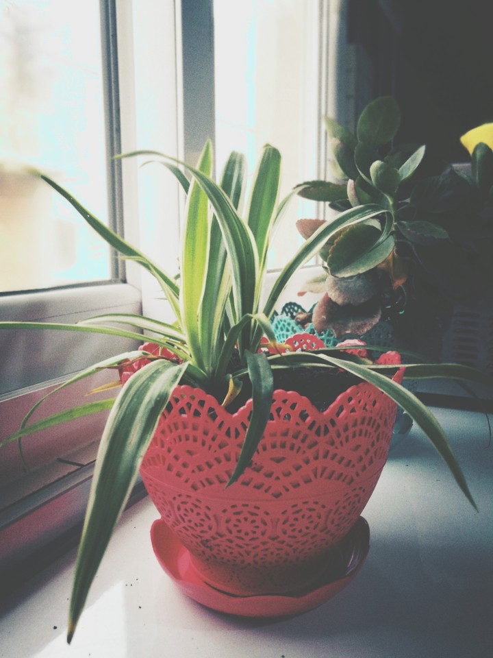 flower