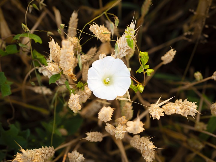 The White Flower