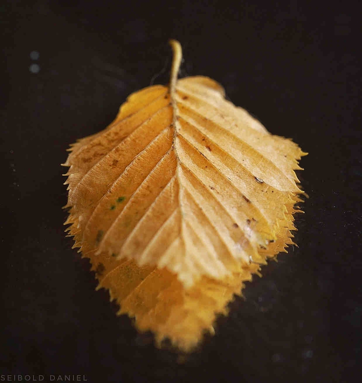 Blatt