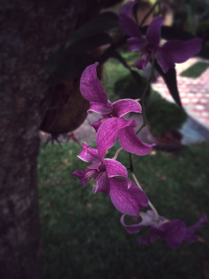purple flower