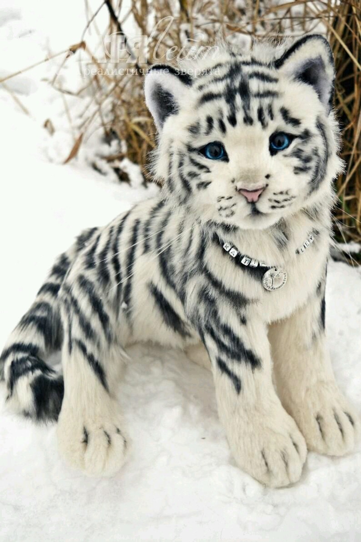 Beautiful cat