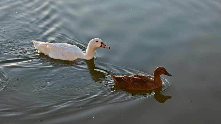 Ducks