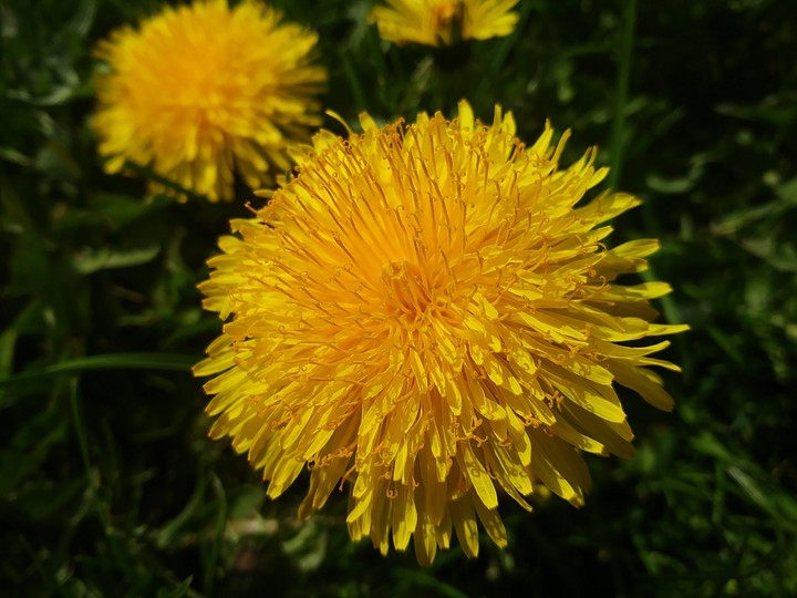 Spring flower