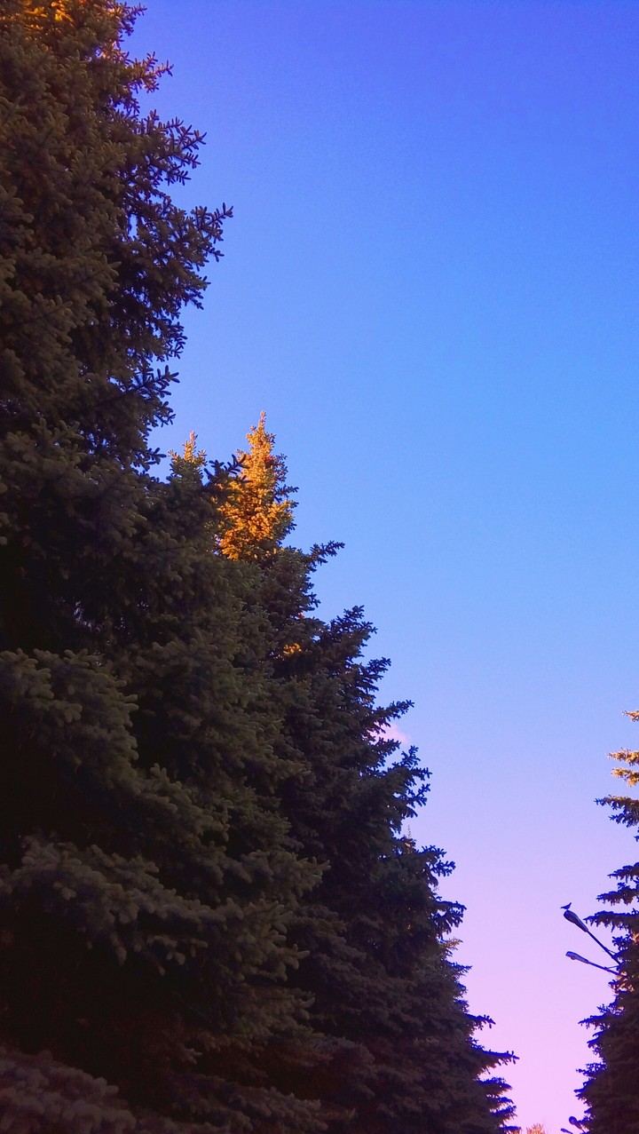 forest