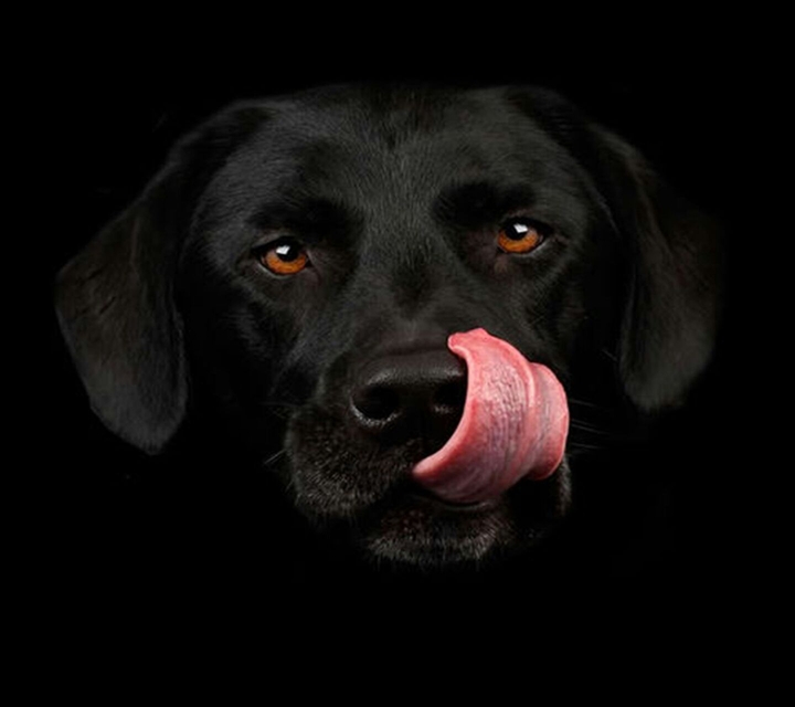 Labrador Retriever black