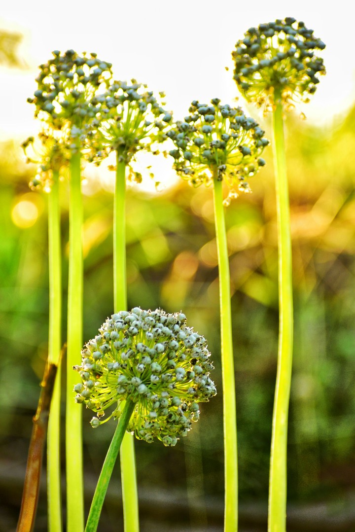 beauty of green