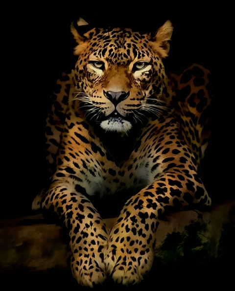 Leopard