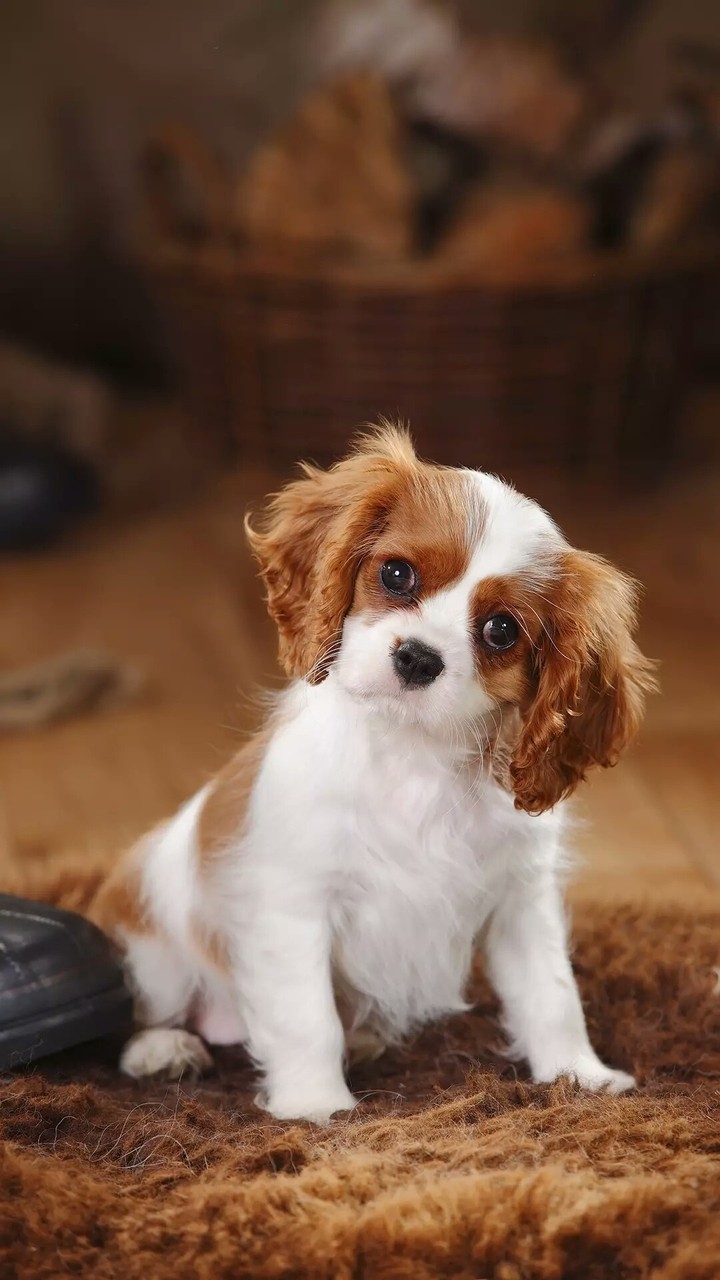 cute dog