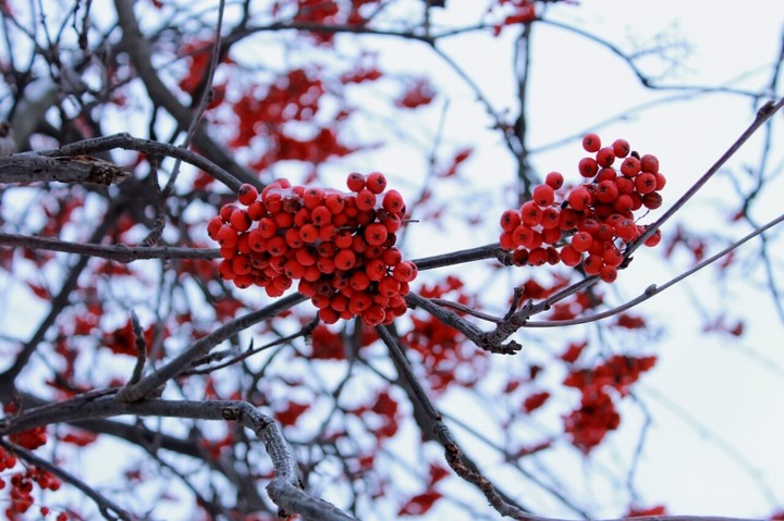 rowan