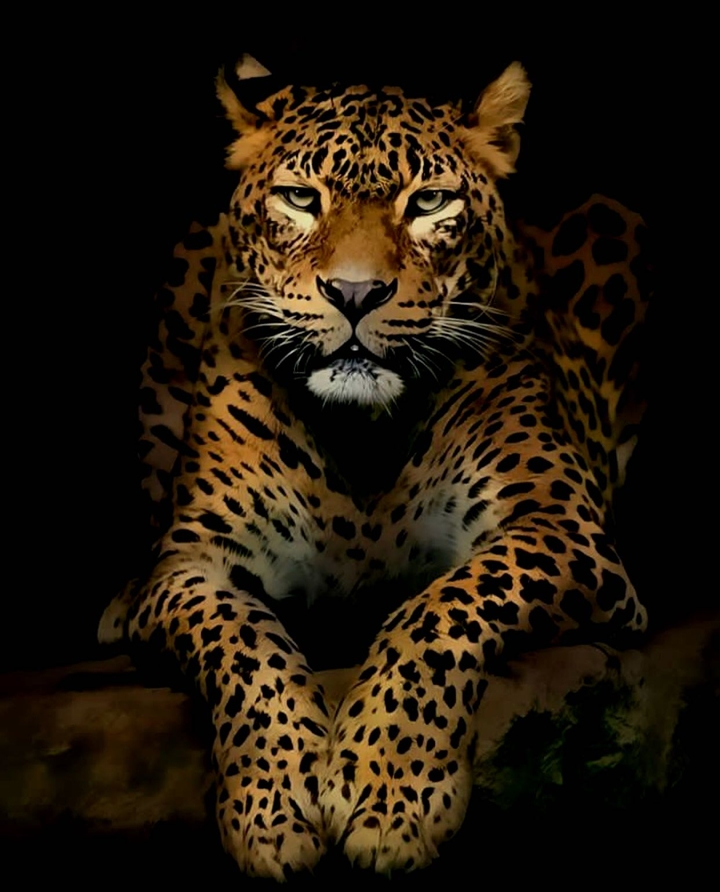Leopard
