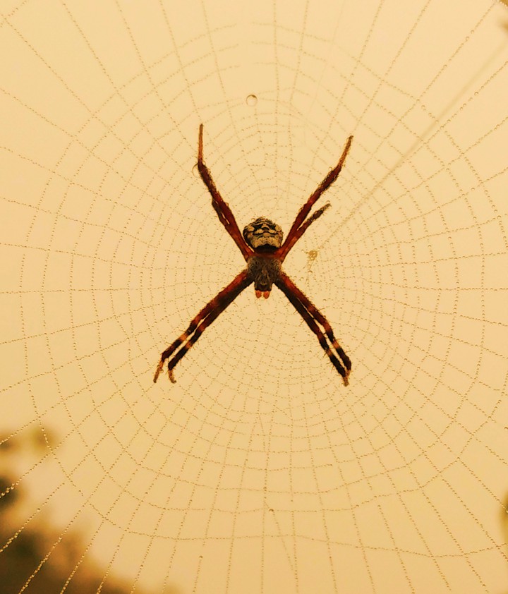 #spider@coool form