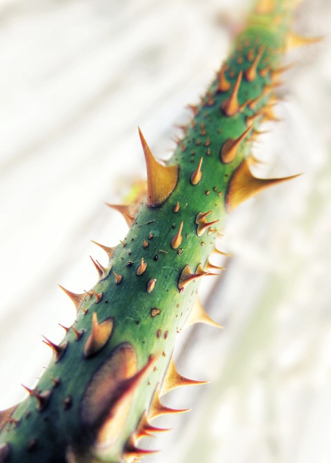 rose thorn