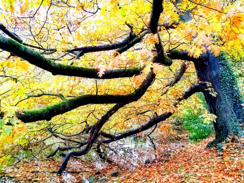 Herbst 2019