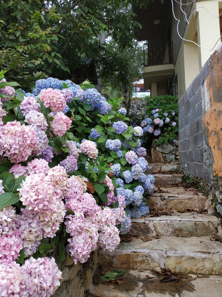 hortensia/ ortanca