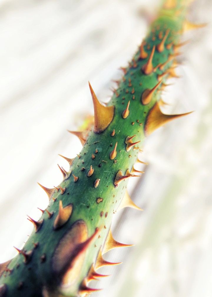 rose thorn