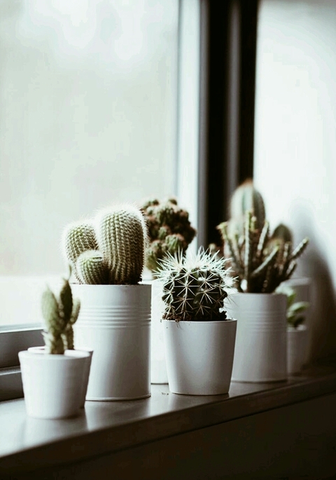 ταπετσαρίες cactus, vase