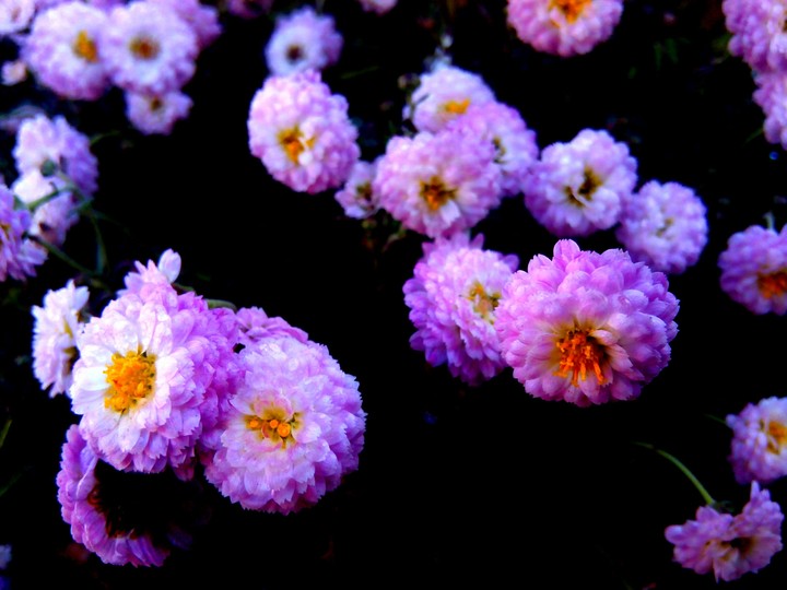 Flowers