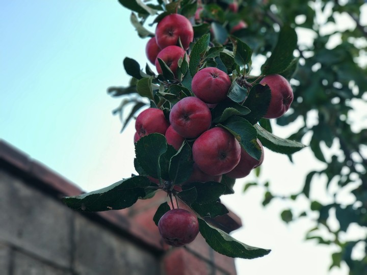 Apple tree