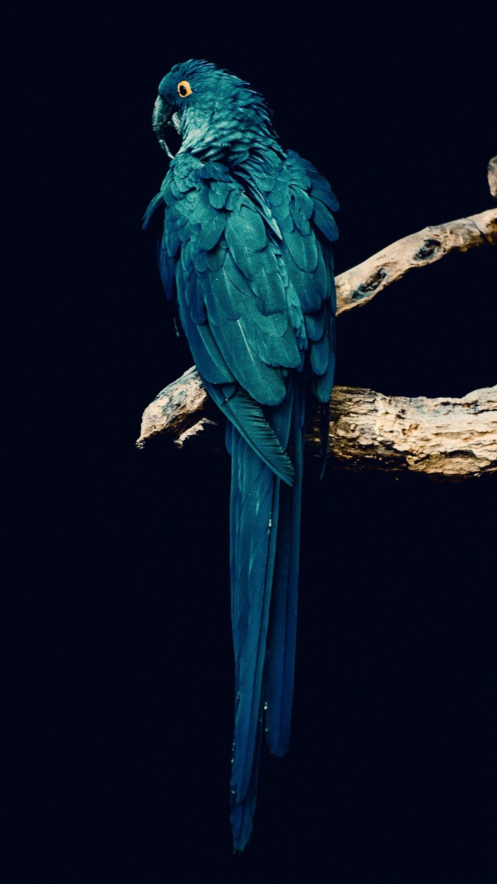 Parrot