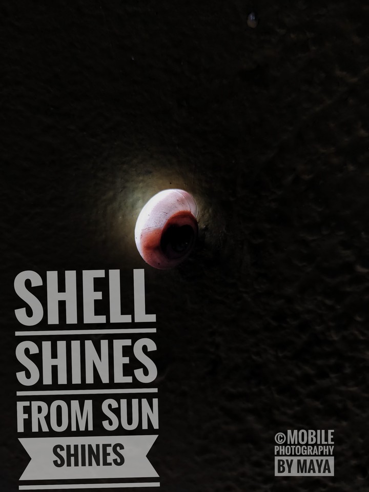 Shining Shell