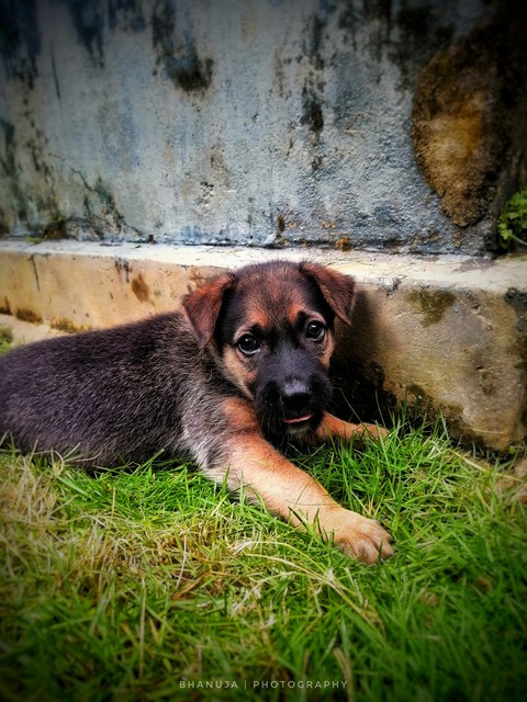 обои canidae, grass