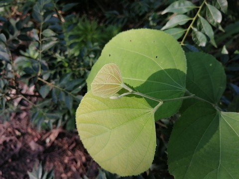 leaf