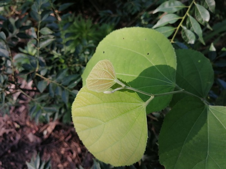 leaf