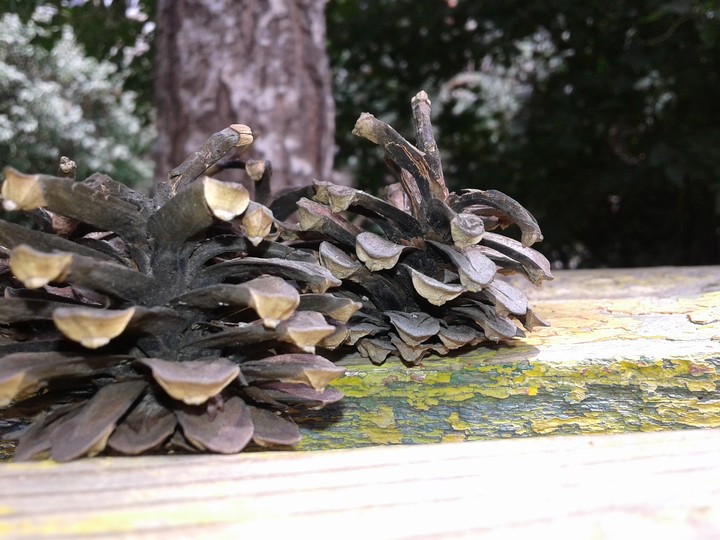 #tree