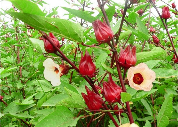 Hoa huế mầu