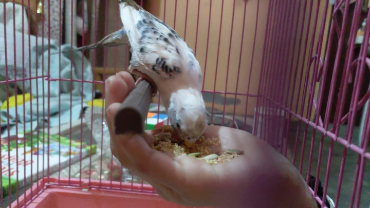 bird feeding
