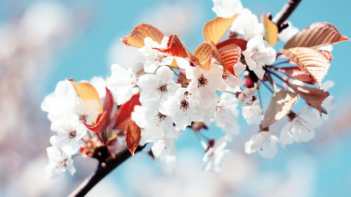 The earth laughs in flowers.