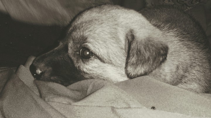 Puppy